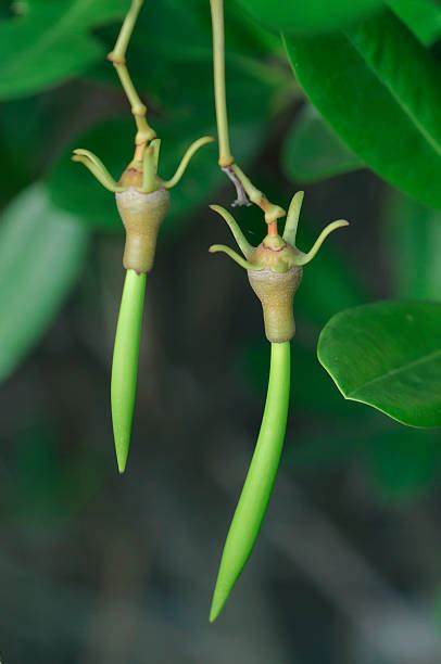 Semilla de mangle 1